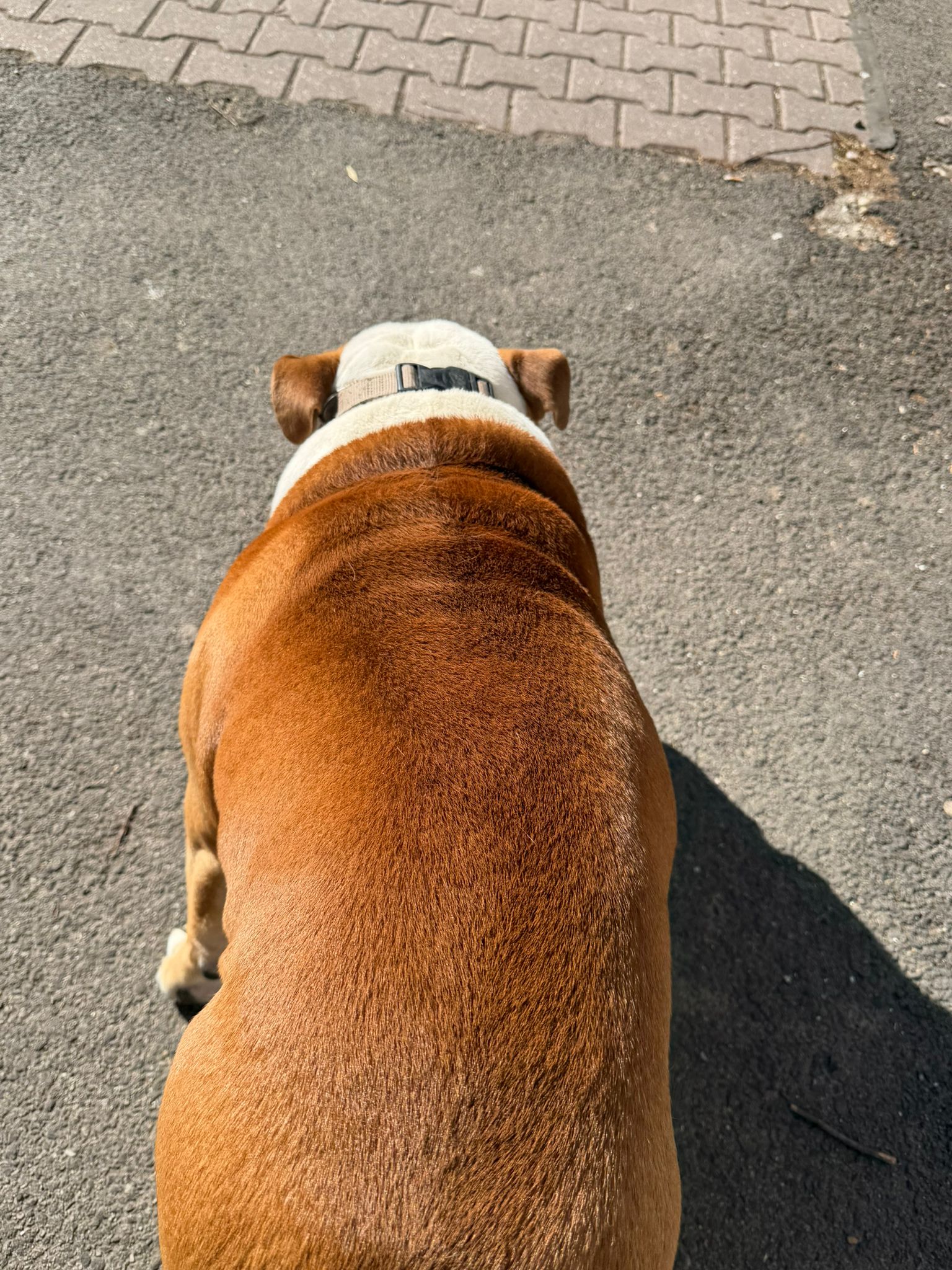 lilova srsť po používaní šampónu alavis 3